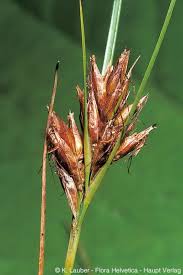 Attēlu rezultāti vaicājumam “Rhynchospora fusca”