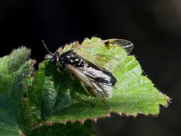 Attēlu rezultāti vaicājumam “Arge ustulata”