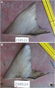 Image result for Negaprion acutidens