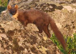 Attēlu rezultāti vaicājumam “Martes martes”