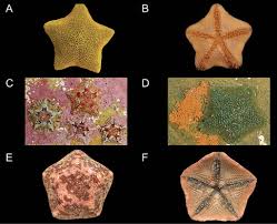 Attēlu rezultāti vaicājumam “Hoplia parvula imago”