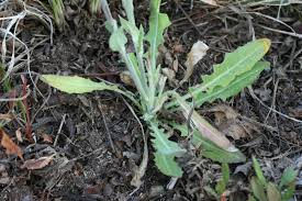 Attēlu rezultāti vaicājumam “Arabis glabra”