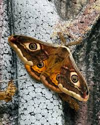 Attēlu rezultāti vaicājumam “Saturnia pavonia cocoon”