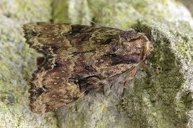 Attēlu rezultāti vaicājumam “Apamea epomidion”