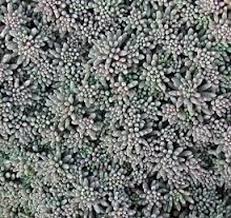 Attēlu rezultāti vaicājumam “Sedum hispanicum”