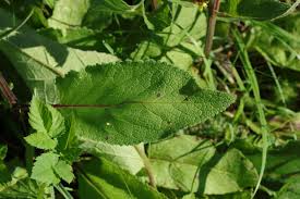 Image result for Königskerzen