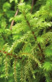 Attēlu rezultāti vaicājumam “Rhytidiadelphus triquetrus sporophyte”