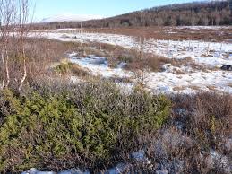 Attēlu rezultāti vaicājumam “Betula nana leaf”