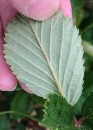 Attēlu rezultāti vaicājumam “Rubus nessensis leaf”