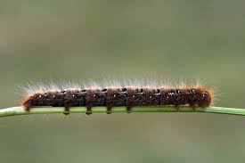 Attēlu rezultāti vaicājumam “Lasiocampa quercus imago”