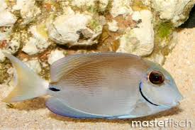 Image result for Acanthurus bahianus