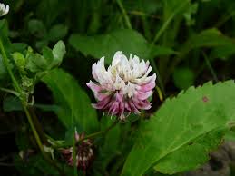 Attēlu rezultāti vaicājumam “Trifolium hybridum flower”