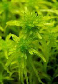 Attēlu rezultāti vaicājumam “Sphagnum riparium”