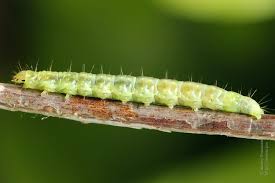 Attēlu rezultāti vaicājumam “Pandemis cerasana”
