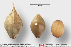 Attēlu rezultāti vaicājumam “Echinochloa crus-galli leaf”