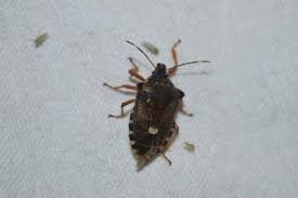 Attēlu rezultāti vaicājumam “Pinthaeus sanguinipes imago”