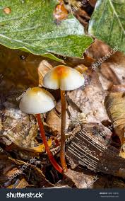 Attēlu rezultāti vaicājumam “Marasmius sp.”