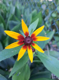 Attēlu rezultāti vaicājumam “Rudbeckia hirta var. hirta”