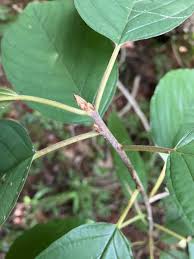 Attēlu rezultāti vaicājumam “Frangula alnus leaf”