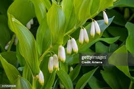 Attēlu rezultāti vaicājumam “Polygonatum odoratum flower”
