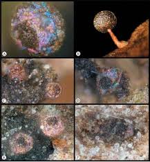 Attēlu rezultāti vaicājumam “Liceaceae”