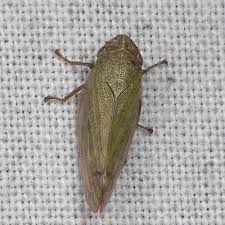 Attēlu rezultāti vaicājumam “Aphrophora salicina”