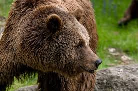 Image result for brown bear