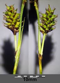 Attēlu rezultāti vaicājumam “Carex hostiana”