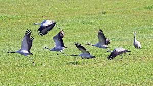 Attēlu rezultāti vaicājumam “Grus grus”