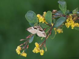 Attēlu rezultāti vaicājumam “Pareulype berberata”