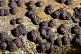 Attēlu rezultāti vaicājumam “Hypoxylon fuscum”