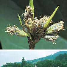 Attēlu rezultāti vaicājumam “Eriophorum gracile leaf”