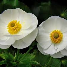 Attēlu rezultāti vaicājumam “Ranunculus flammula flower”