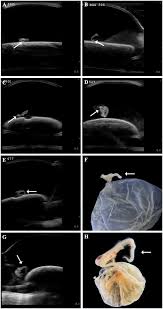 Image result for Stegostoma tigrinum