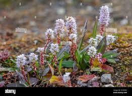 Attēlu rezultāti vaicājumam “Bistorta vivipara flower”