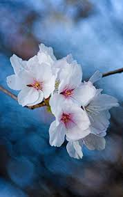 Attēlu rezultāti vaicājumam “Rosaceae”