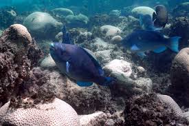 Image result for Scarus trispinosus