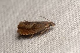 Attēlu rezultāti vaicājumam “Dichrorampha simpliciana”