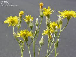 Attēlu rezultāti vaicājumam “Crepis tectorum flower”