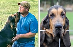 Image result for Carlisle BloodHounds