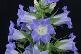 Image result for Campanula formanekiana