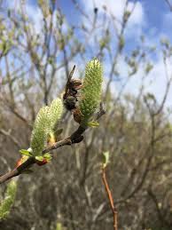 Attēlu rezultāti vaicājumam “Trichia ambigua stalked”