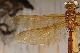 Attēlu rezultāti vaicājumam “Aeshna grandis”