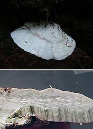 Attēlu rezultāti vaicājumam “Tyromyces chioneus”