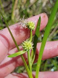Attēlu rezultāti vaicājumam “Sparganium erectum aggr. flower”