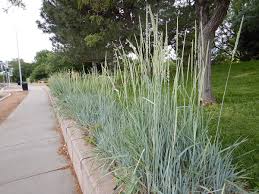 Attēlu rezultāti vaicājumam “Leymus arenarius”