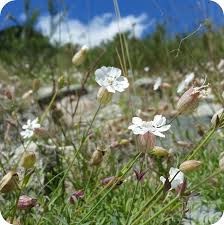 Image result for Silene vulgaris