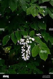 Attēlu rezultāti vaicājumam “Cladrastis kentukea leaf”