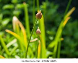 Attēlu rezultāti vaicājumam “Allium schoenoprasum bud”