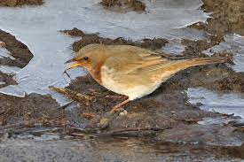 Image result for Turdus ruficollis